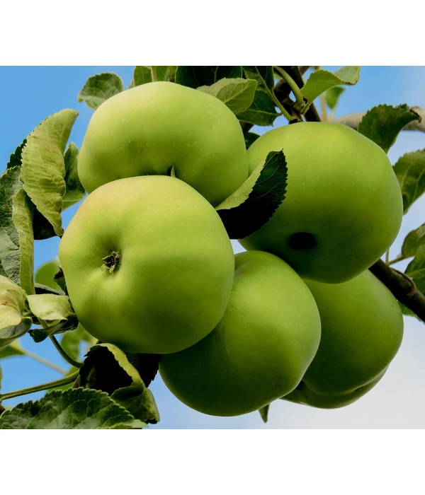 Sommerapfel 'Klarapfel', Weiß 3 Sommerapfel 'Klarapfel', Weiß