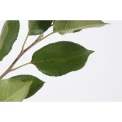 Sommerapfel 'Klarapfel', Weiß 9 Sommerapfel 'Klarapfel', Weiß -Angebote Biohort Store 7701386 PR DE 001 KlarapfelWeissMalusDomesticaBusch95LiterDehnerExpressZS