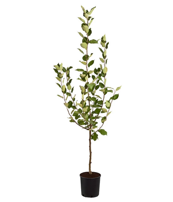 Sommerapfel 'Klarapfel', Weiß 4 Sommerapfel 'Klarapfel', Weiß – Bild 2