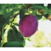 Dehner Pflaume 'Königin Viktoria' -Angebote Biohort Store 7702558 PR FS 001 PrunusPflaumeKoeniginVictoriaPixabayRet