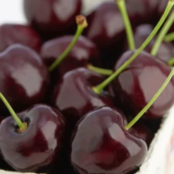 Süßkirsche 'Kordia' -Angebote Biohort Store 7703143 PR DE 001 KirscheKordiaDehnerExpressZS 1