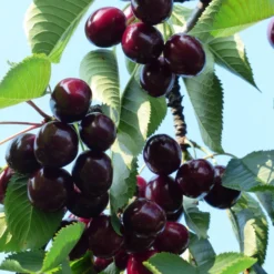 Süßkirsche 'Kordia' -Angebote Biohort Store 7703143 WE DE 001 PrunusKirscheKordia