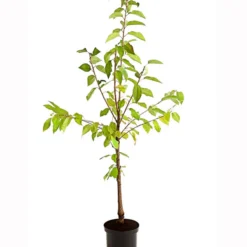 Süßkirschen-Duo 'Kordia/Burlat' -Angebote Biohort Store 7703234 PR FS 001 KirschenDuoKordiaBurlat95LiterDehnerExpressHerzig