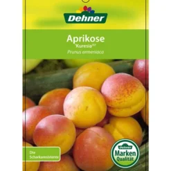 Aprikose 'Kuresia' -Angebote Biohort Store 7704158 AprikoseKuresia Etikett 1