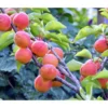 Aprikose 'Kuresia' -Angebote Biohort Store 7704158 PR DE 001 PrunusAprikoseKuresiaPixabay
