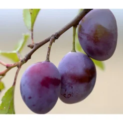 Säulenpflaume 'Marika'