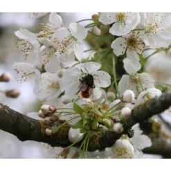 Süßkirsche 'Merchant' -Angebote Biohort Store 7710205 PR DE 002 PrunusSuesskirscheMerchantPixabay