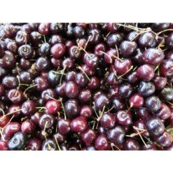 Süßkirsche 'Merchant' -Angebote Biohort Store 7710205 WE MO 002 KirscheMerchantPixabay