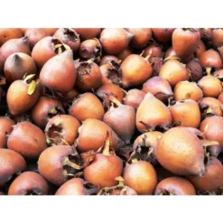 Mispel -Angebote Biohort Store 7711088 WE MO 001 MispelMespilusPixabay