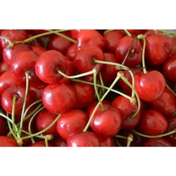 Sauerkirsche 'Morellenfeuer' -Angebote Biohort Store 7714728 WE MO 001 SauerkirscheMorellenfeuerPixabay