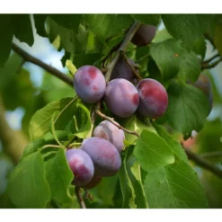 Zwetschgen-Duo 'Nancy/Schönberger' -Angebote Biohort Store 7719321 WE DE 001 ZwetschgenDuoNanySchoenebergerPixabay