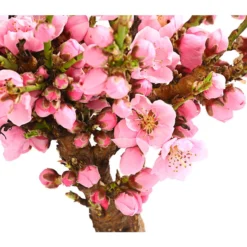 Zwergnektarine 'Nectarella' -Angebote Biohort Store 7720204 PR DE 001 ZwergNektarine7LDehnerExpressHerzig