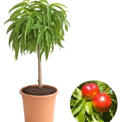 Zwergnektarine 'Nectarella'