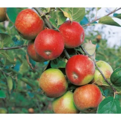 Zwergapfel -Angebote Biohort Store 7723950 WE DE 001 ZwergobstObstzwergApfel