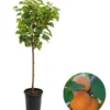 Zwergaprikose 'Kaluna' 2 Zwergaprikose 'Kaluna' -Angebote Biohort Store 7723968 WE FS 001 ZwergaprikoseKaluna