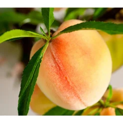 Zwergpfirsich 'Bonanza' -Angebote Biohort Store 7723992 WE DE 001 ZwergobstObstzwergPfirsich