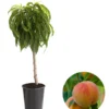 Zwergpfirsich 'Bonanza' 1 Zwergpfirsich 'Bonanza' -Angebote Biohort Store 7723992 WE FS 001 ZwergpfirsichBonanza