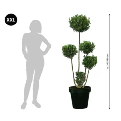 XXL Pompon-Olivenbaum, Ca. 160-180 Cm 6 XXL Pompon-Olivenbaum, Ca. 160-180 Cm -Angebote Biohort Store 7724685 WE BG 001 XXLPomponOlivenbaum