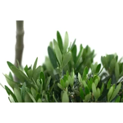 XXL Pompon-Olivenbaum, Ca. 160-180 Cm 7 XXL Pompon-Olivenbaum, Ca. 160-180 Cm -Angebote Biohort Store 7724685 WE DE 001 XXLPompon Olivenbaum160 180cm