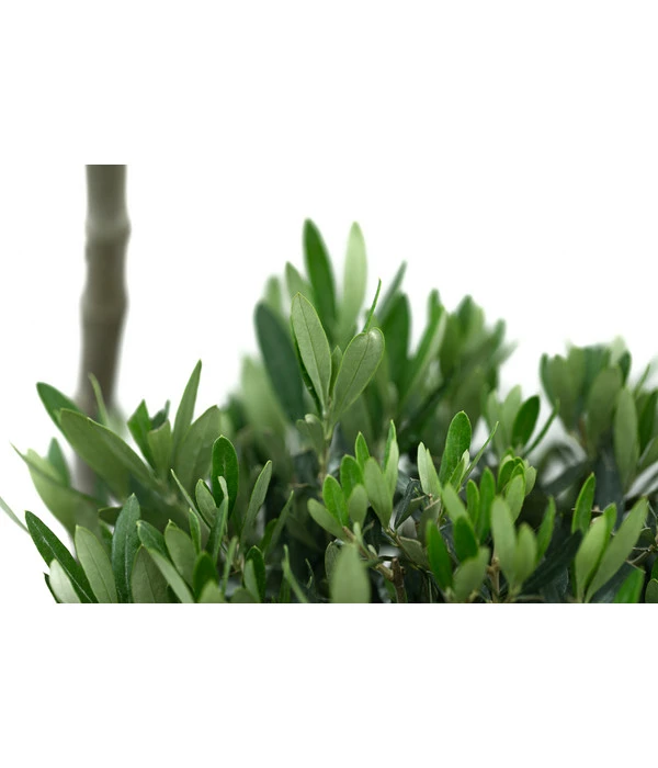 XXL Pompon-Olivenbaum, Ca. 160-180 Cm 5 XXL Pompon-Olivenbaum, Ca. 160-180 Cm – Bild 3