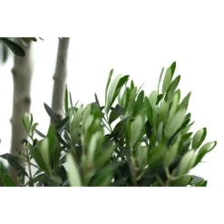 XXL Pompon-Olivenbaum, Ca. 180-200 Cm -Angebote Biohort Store 7724768 WE DE 001 XXLPompon Olivenbaum180 200cm