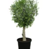 XXL Olivenbaum, Ca. 180-220 Cm -Angebote Biohort Store 7724784 WE FS 001 XXLOlivenbaum180 220cm