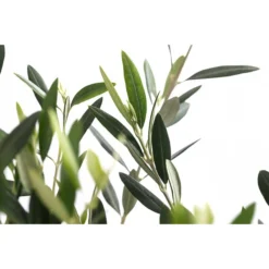 XXL Olivenstamm 'Leccino', Ca. 180-200 Cm -Angebote Biohort Store 7724792 WE DE 001 OleaEuropaeaLeccinoOlive