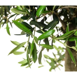 XXL Olivenbaum, Ca. 160-170 Cm -Angebote Biohort Store 7724800 WE DE 001 OleaSolitaerOliveT35