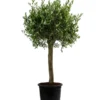 XXL Olivenbaum, Ca. 160-170 Cm -Angebote Biohort Store 7724800 WE FS 001 OleaSolitaerOliveT35