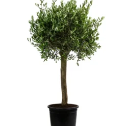 XXL Olivenbaum, Ca. 160-170 Cm