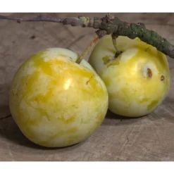 Zwetschgen-Duo 'Hauszwetsche'/'Oullins Reneklode' 9 Zwetschgen-Duo 'Hauszwetsche'/'Oullins Reneklode' -Angebote Biohort Store 7725518 PR DE 001 PrunusReneklodeOullinsPixabay