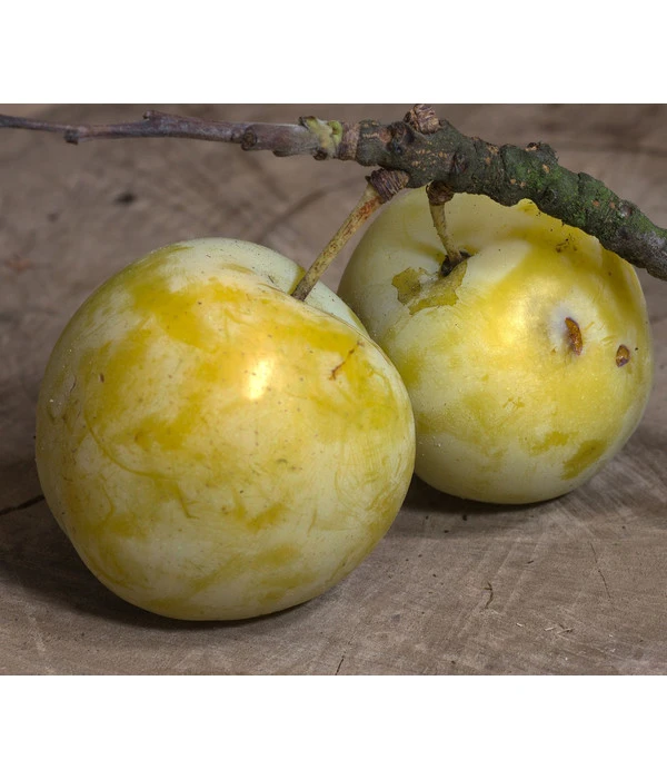 Zwetschgen-Duo 'Hauszwetsche'/'Oullins Reneklode' 6 Zwetschgen-Duo 'Hauszwetsche'/'Oullins Reneklode' – Bild 4