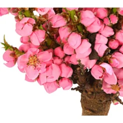 Zwergpfirsich 'Amber Pix Zee' -Angebote Biohort Store 7728744 WE DE 001 ZwergPfirsich7LDehnerExpressHerzig