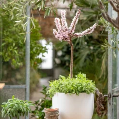 Zwergpfirsich 'Amber Pix Zee' -Angebote Biohort Store 7728744 WE MO 001 ZwergPfirsich