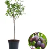 Zwergpflaume 'Hanna' -Angebote Biohort Store 7728793 WE FS 001 ZwergpflaumeHanna