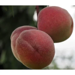 Zwergpfirsich, Rotlaubig -Angebote Biohort Store 7728819 PR DE 001 PrunusPfirsichRubiraPixabayx 1