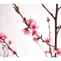 Pfirsich 'Rubira', Rotblättrig -Angebote Biohort Store 7728819 WE DE 001 PfirsichRotblaettrigDehnerExpressHerzig