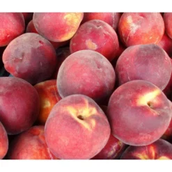 Dehner Pfirsich 'Red Haven'