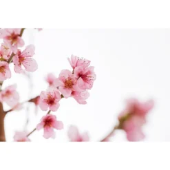 Gelbfleischiger Pfirsich -Angebote Biohort Store 7728843 PR DE 001 Pfirsich7LDehnerExpressZS