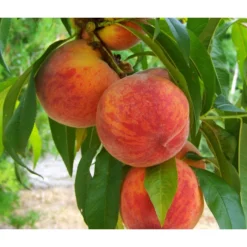 Gelbfleischiger Pfirsich -Angebote Biohort Store 7728843 PR DE 001 PrunusPfirsichGelbfleischigPixabay