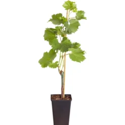 Tafeltraube 'Phönix' 7 Tafeltraube 'Phönix' -Angebote Biohort Store 7729072 PR FS 002 VitisViniferaWeinPhoenix3LiterDehnerExpressZS