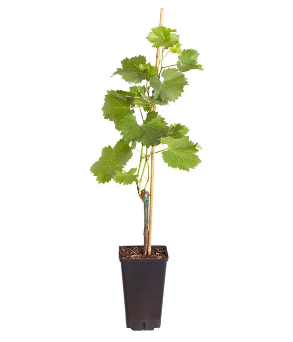 Tafeltraube 'Phönix' 4 Tafeltraube 'Phönix' – Bild 2