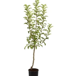 Winterapfel 'Pinova' -Angebote Biohort Store 7729361 PR FS 001 ApfelPinovaMalusBusch95LiterDehnerExpressZS