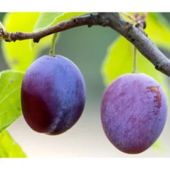 Zwetschge 'Presenta'