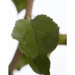 Herbstapfel 'Rebella' 9 Herbstapfel 'Rebella' -Angebote Biohort Store 7737075 PR DE 001 ApfelRebellaMalusBusch95LiterDehnerExpressZS