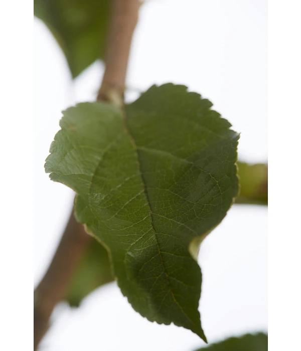 Herbstapfel 'Rebella' 5 Herbstapfel 'Rebella' – Bild 3