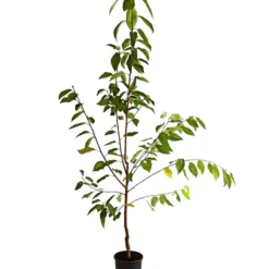 Süßkirsche 'Regina' -Angebote Biohort Store 7738677 WE FS 001 SuesskirscheReginaBusch