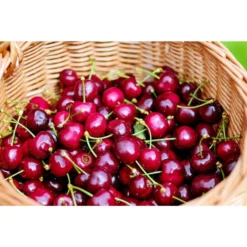 Kirschen-Duo 'Regina/Napoleon' -Angebote Biohort Store 7738792 WE MO 001 KirschenDuoReginaNapoleon Pixabay