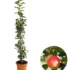 Säulenapfel 'Rondo' 1 Säulenapfel 'Rondo' -Angebote Biohort Store 7744873 WE FS 001 SaeulenapfelRondo