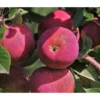 Apfelbäume In Sorten, Einjährige Veredelung 1 Apfelbäume In Sorten, Einjährige Veredelung -Angebote Biohort Store 7744907 WE DE 001 MalusRosetteApfelRotfleischig